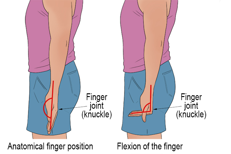 Finger flexion occurs when the angle between your fingers and the palm of your hand decreases.